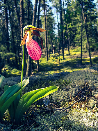 Walking along another portage finding my favorite flower - the Ladies Slipper.