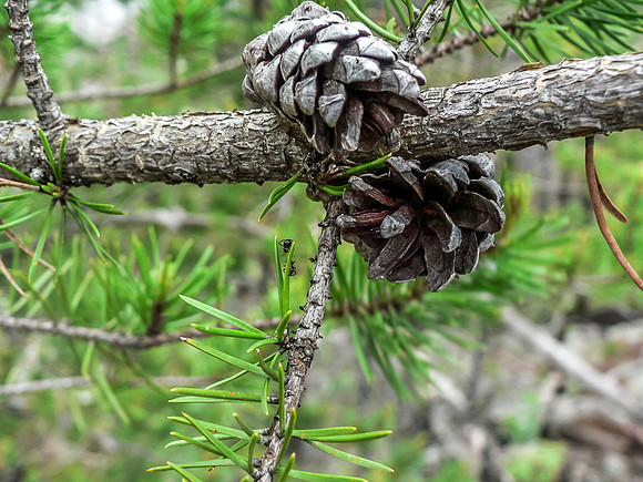 Canadian Shield flora.