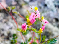 I love the flowers that thrive in the harsh WCPP environment.