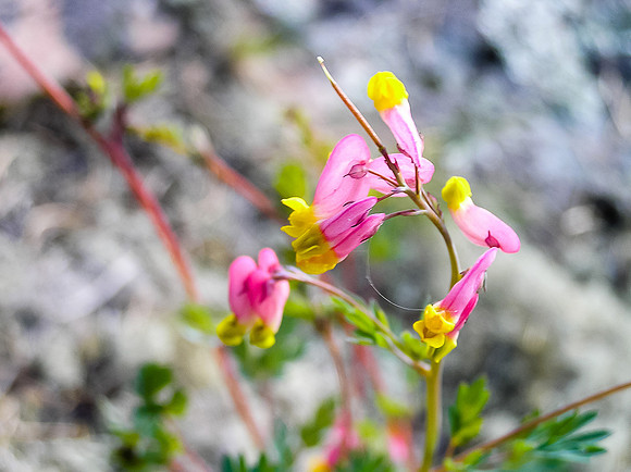 I love the flowers that thrive in the harsh WCPP environment.