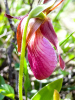My favorite WCPP flower the Ladies Slipper.