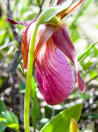 My favorite WCPP flower the Ladies Slipper.