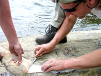 Filleting the fish.