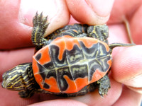 Painted Turtle.