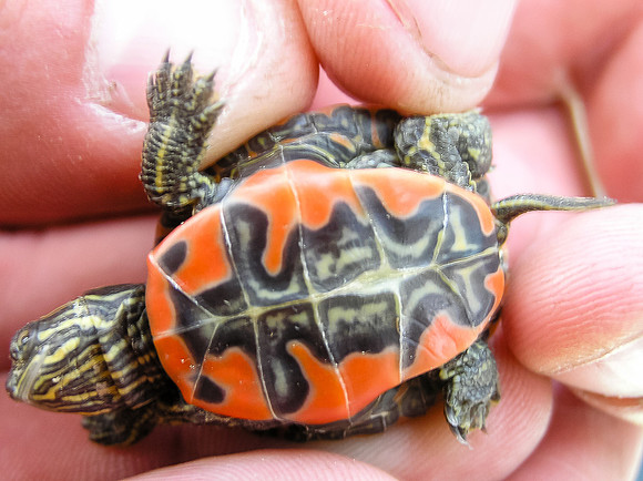 Painted Turtle.