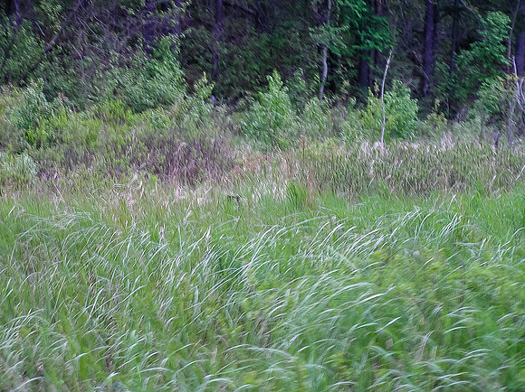 Find the mama bear who is NOT happy with us. Her cubs are nearby up a tree!