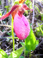My favorite WCPP flower the Ladies Slipper.