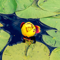 Lily pad.