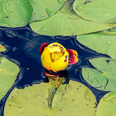 Lily pad.