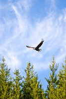 Bald Eagle.