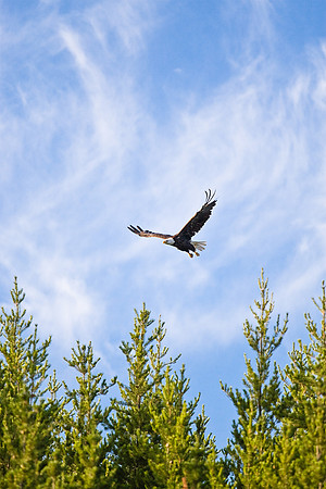 Bald Eagle.