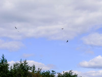 Eagles circle overhead.