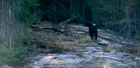One more look back from mama bear before disappearing back into the bush.