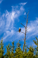 Bald Eagle.