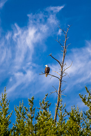 Bald Eagle.