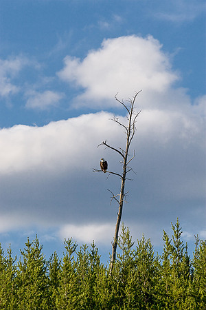 Bald Eagle.