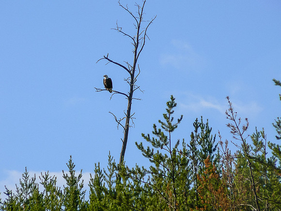 Bald Eagle.