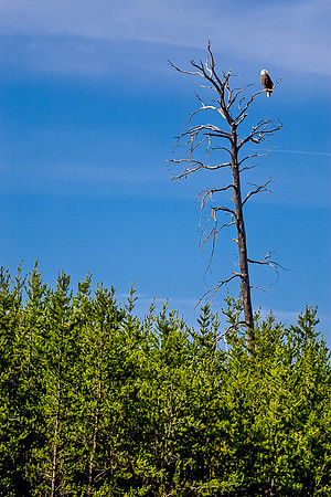 Another eagle.