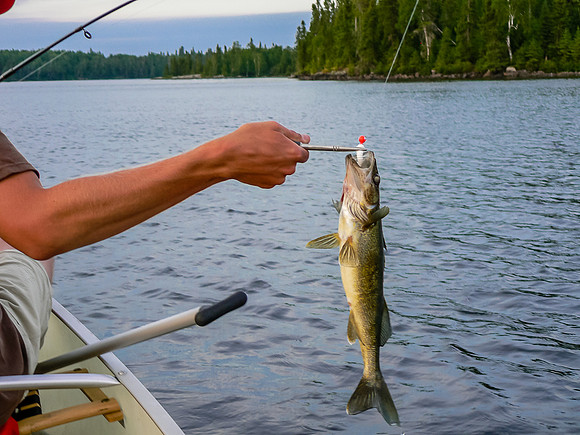 Hamming Walleye under the threat of wildfires!