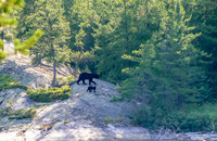 Mama bear and cub retreat back into the bush.