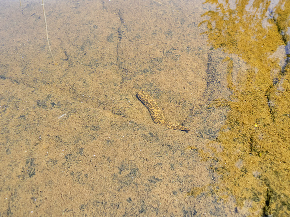 A leech.