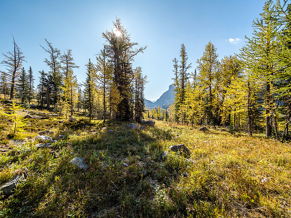 Most of the larches in the upper valley under Pharaoh Peaks were cooperative with the fall theme, unlike their lower elevation cousins.