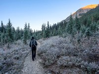 Heavy frost along the Healy Creek Trail.