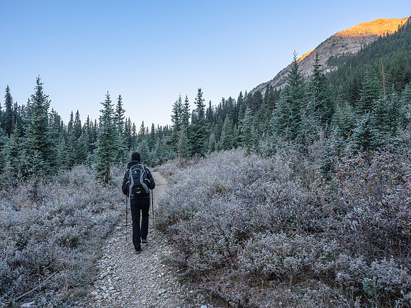 Heavy frost along the Healy Creek Trail.
