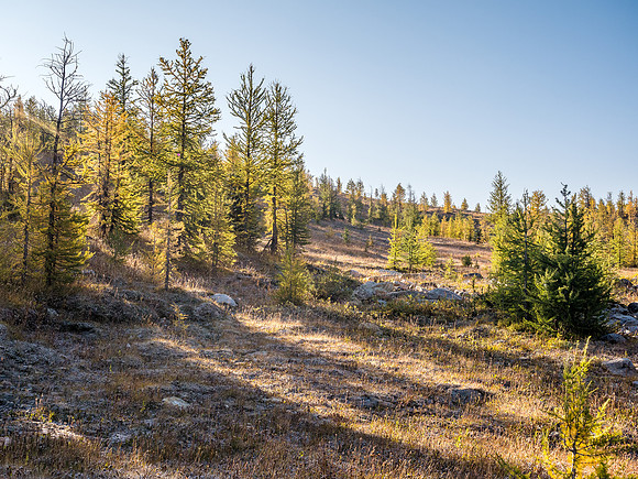 Larches near the pass were mostly turned.