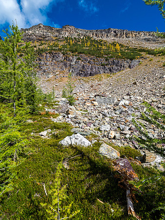 In a green larch forest, looking up towards our ascent gully.