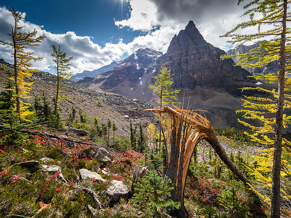 Looking past a ripped off tree (avalanche) towards Haiduk and Whistling Pass.