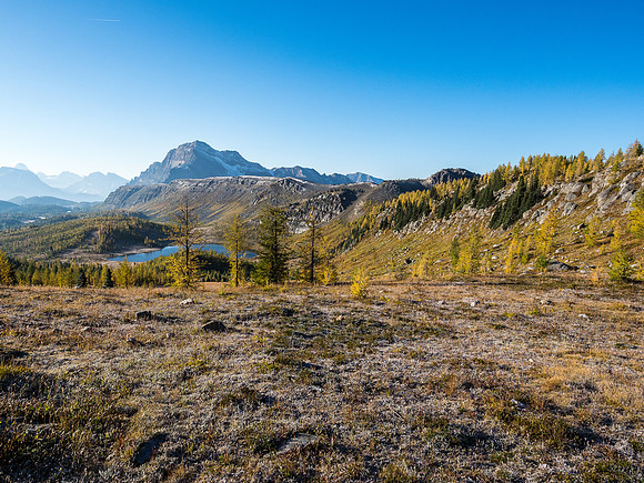 Great views along the Monarch Ramparts to their namesake in the distance. The heavy frost should help turn the stubborn larches even more yellow over the next week or so.