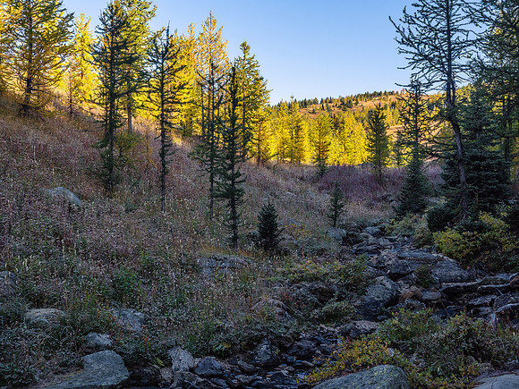 Crossing Healy Creek near the upper meadows - the larches are turning but aren't completely yellow yet.
