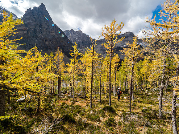 Some larches were nicely turned on the descent towards Haiduk Lake.