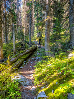 Nice colors in the forest.
