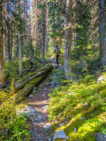 Nice colors in the forest.