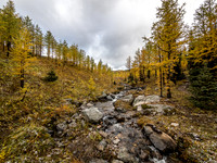 NOW we're talking. Healy Meadows is literally crawling with larches. So many larches.