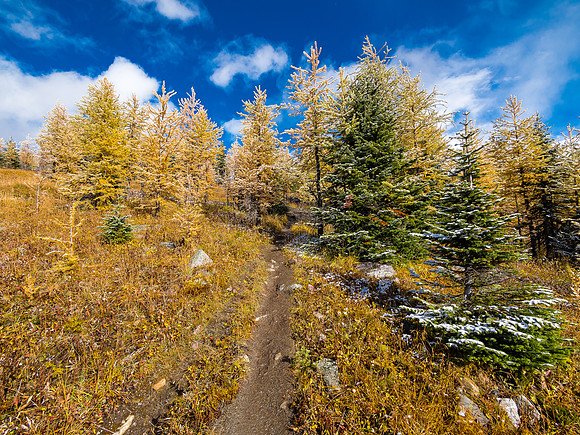 Larch scenery.