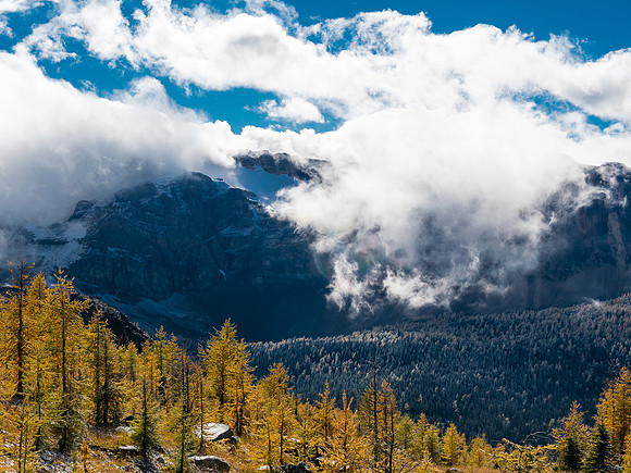 Larch scenery.