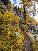 Back up into larches.