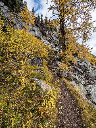 Back up into larches.
