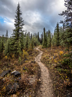 Just me and the Healy Creek Trail. Kilometers and kilometers of it.