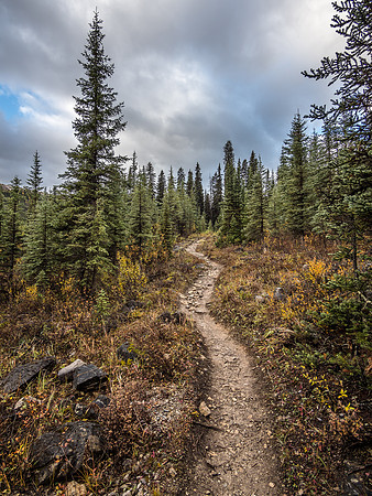 Just me and the Healy Creek Trail. Kilometers and kilometers of it.