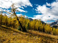 Some larches are more esthetic than others.