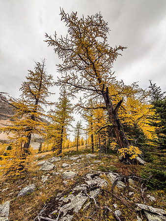 The brilliance of the larch forests cannot be overstated. The rain and snow saturated the landscape bringing out the colors.