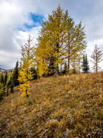 Larch goodness.