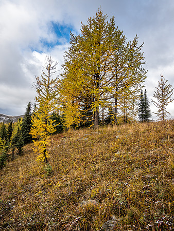 Larch goodness.