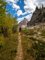 The trail from Scarab Lake is nice. Note all the larch needles already padding it.
