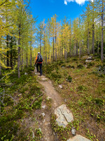 The trail from Scarab Lake is nice. Note all the larch needles already padding it.