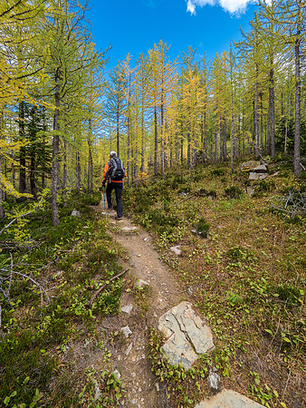 The trail from Scarab Lake is nice. Note all the larch needles already padding it.